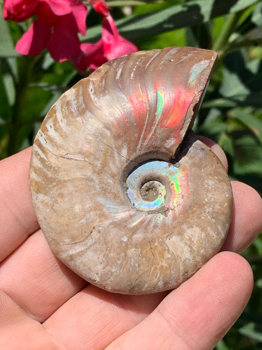 Ammonite nacrée, de 72mm x 56 x 22 - 101,6 grammes. Parfait pour collection, exposition...