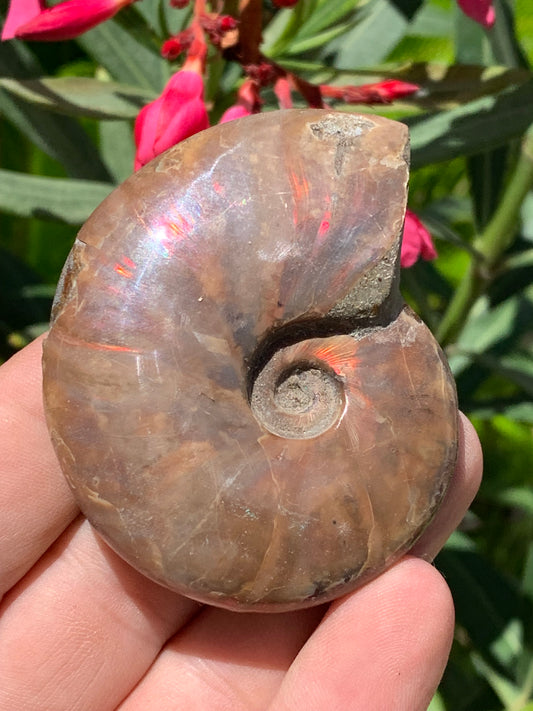 Ammonite nacrée, de 64mm x 54 x 20 - 74,3 grammes. Parfait pour collection, exposition...