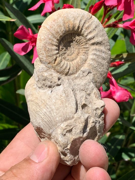 Ammonite naturelle en calcaire avec coquillage (Palourde), de 100mm x 57 x 48 - 181,6 grammes. Parfait pour collection, exposition...