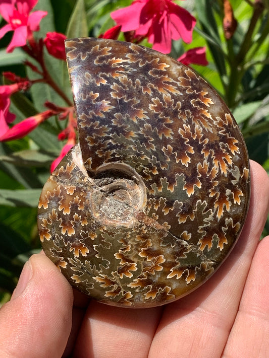 Ammonite fougère, de 78mm x 63 x 22 - 124,7 grammes. Parfait pour collection, exposition...