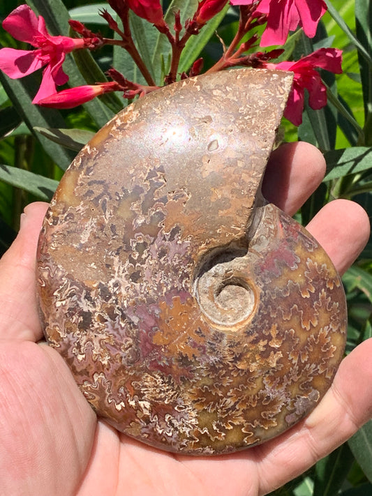 Ammonite fougère, de 123mm x 100 x 23 - 337 grammes. Parfait pour collection, exposition...