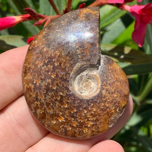 Ammonite fougère, de 55mm x 45 x 16 - 43,8 grammes. Parfait pour collection, exposition...