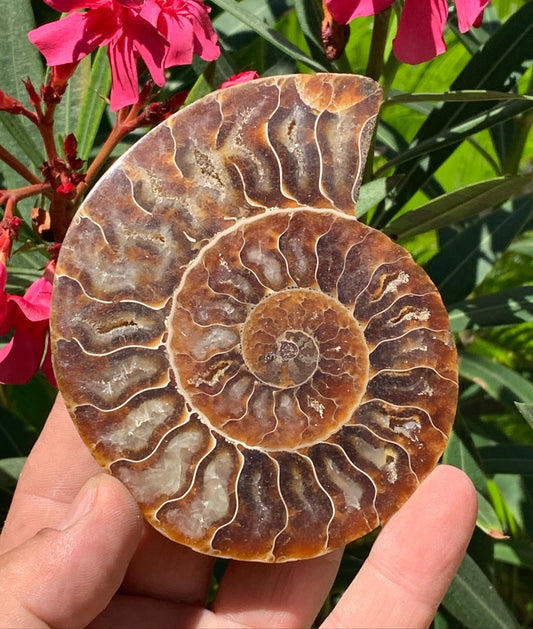 Ammonite sciée, de 110mm x 87 x 11 - 134,5 grammes. Parfait pour collection, exposition...