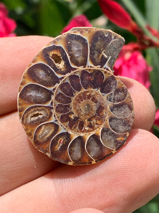 Ammonite nacrée sciée en 2, médaillon de 33mm x 28 x 9 - 9,9 grammes. Parfait pour collection, exposition...
