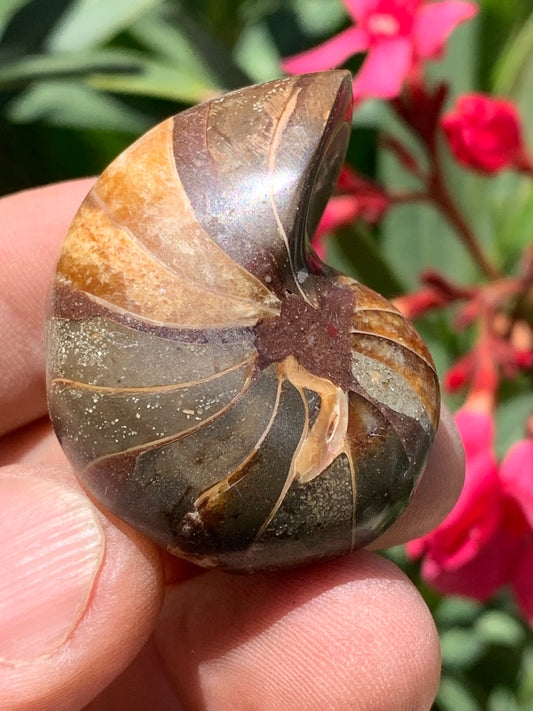 Nautile fossilisé, de 45mm x 33 x 25 - 41,4 grammes. Parfait pour collection, exposition...