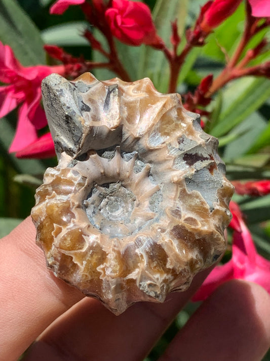 Ammonite 'Tracteur' douvilleiceras mammilatum, de 50mm x 40 x 26 - 55,3 grammes. Parfait pour collection, exposition...