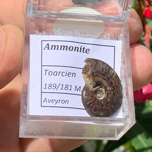 Ammonite pyritisé de France (Aveyron), de 22mm x 19 x 6 - 4,8 grammes. Parfait pour collection, exposition... Vendu avec boîte loupe de 4 x4 x4cm !