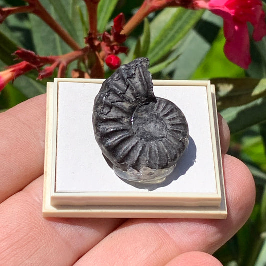 Ammonite pyritisé de France (Aveyron), de 26mm x 20 x 10 - 8,5 grammes. Parfait pour collection, exposition... Vendu avec boîte de 4 x3,3 x2 cm !
