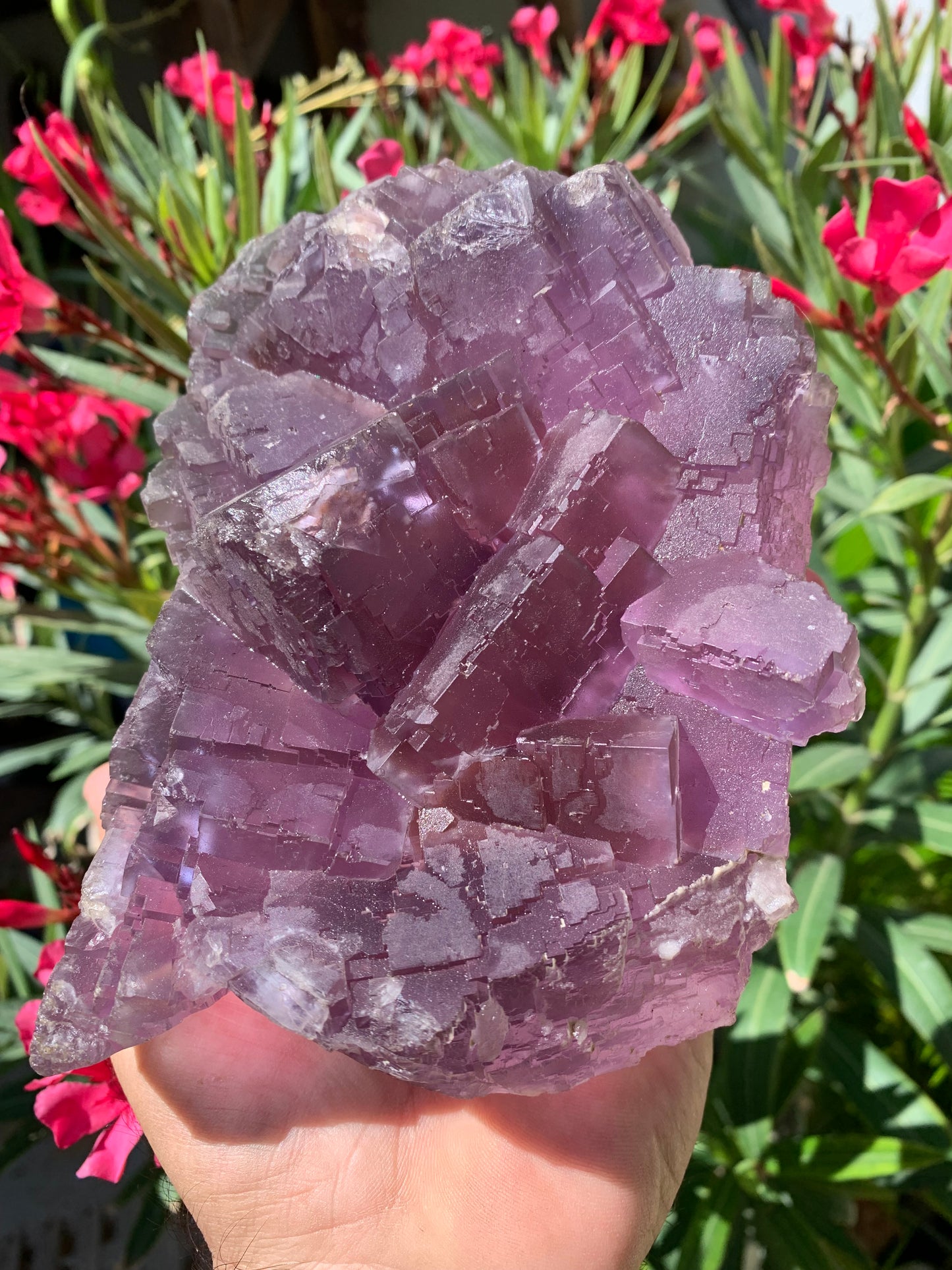 Fluorite violette, macle de gros cristaux de 15,5cm x 11,5 x 8,5 / 2240 grammes. Belle qualité, magnifique pièce !