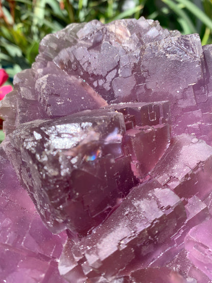 Fluorite violette, macle de gros cristaux de 15,5cm x 11,5 x 8,5 / 2240 grammes. Belle qualité, magnifique pièce !