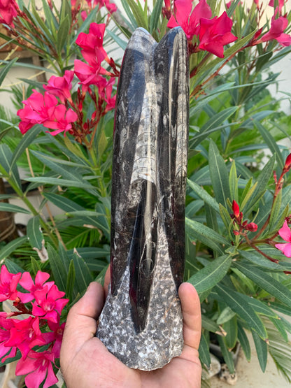 Orthoceras/ Orthocère, tourelle de 24 cm x 7 de diamètre- 1,24 kilogramme. Parfait pour collection, exposition...