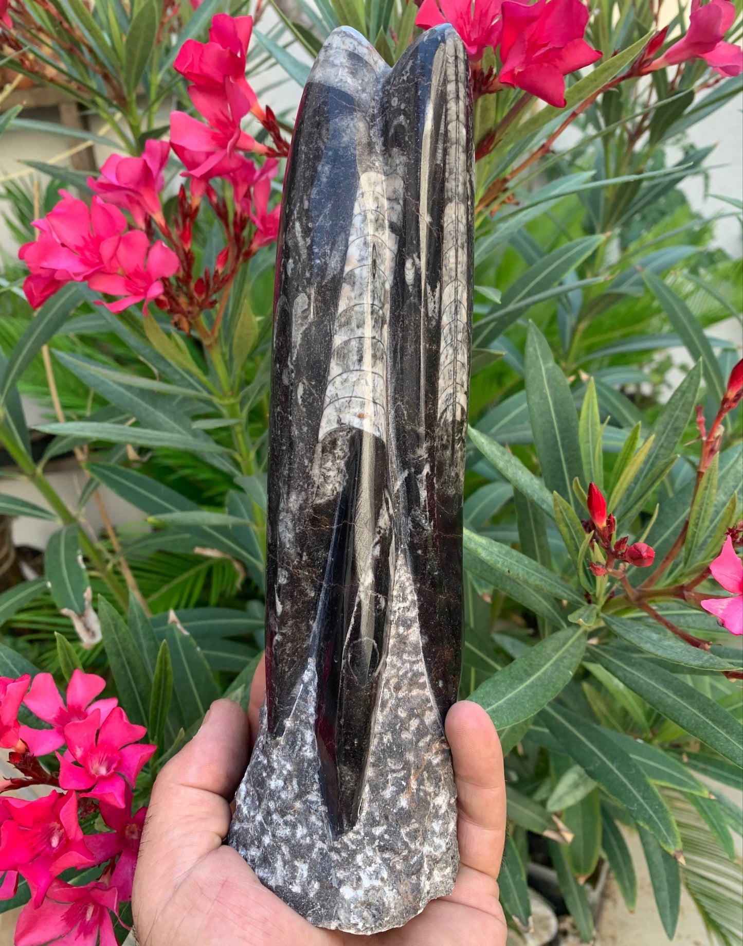 Orthoceras/ Orthocère, tourelle de 24 cm x 7 de diamètre- 1,24 kilogramme. Parfait pour collection, exposition...