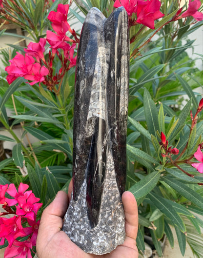 Orthoceras/ Orthocère, tourelle de 24 cm x 7 de diamètre- 1,24 kilogramme. Parfait pour collection, exposition...