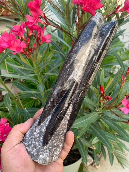 Orthoceras/ Orthocère, tourelle de 24 cm x 7 de diamètre- 1,24 kilogramme. Parfait pour collection, exposition...