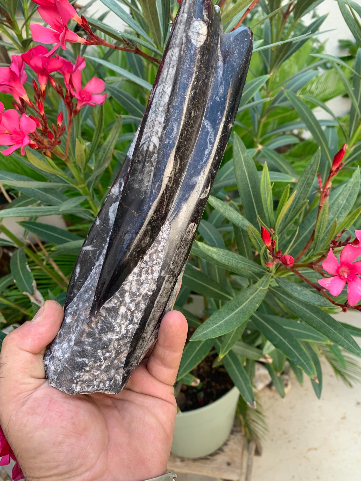 Orthoceras/ Orthocère, tourelle de 24 cm x 7 de diamètre- 1,24 kilogramme. Parfait pour collection, exposition...