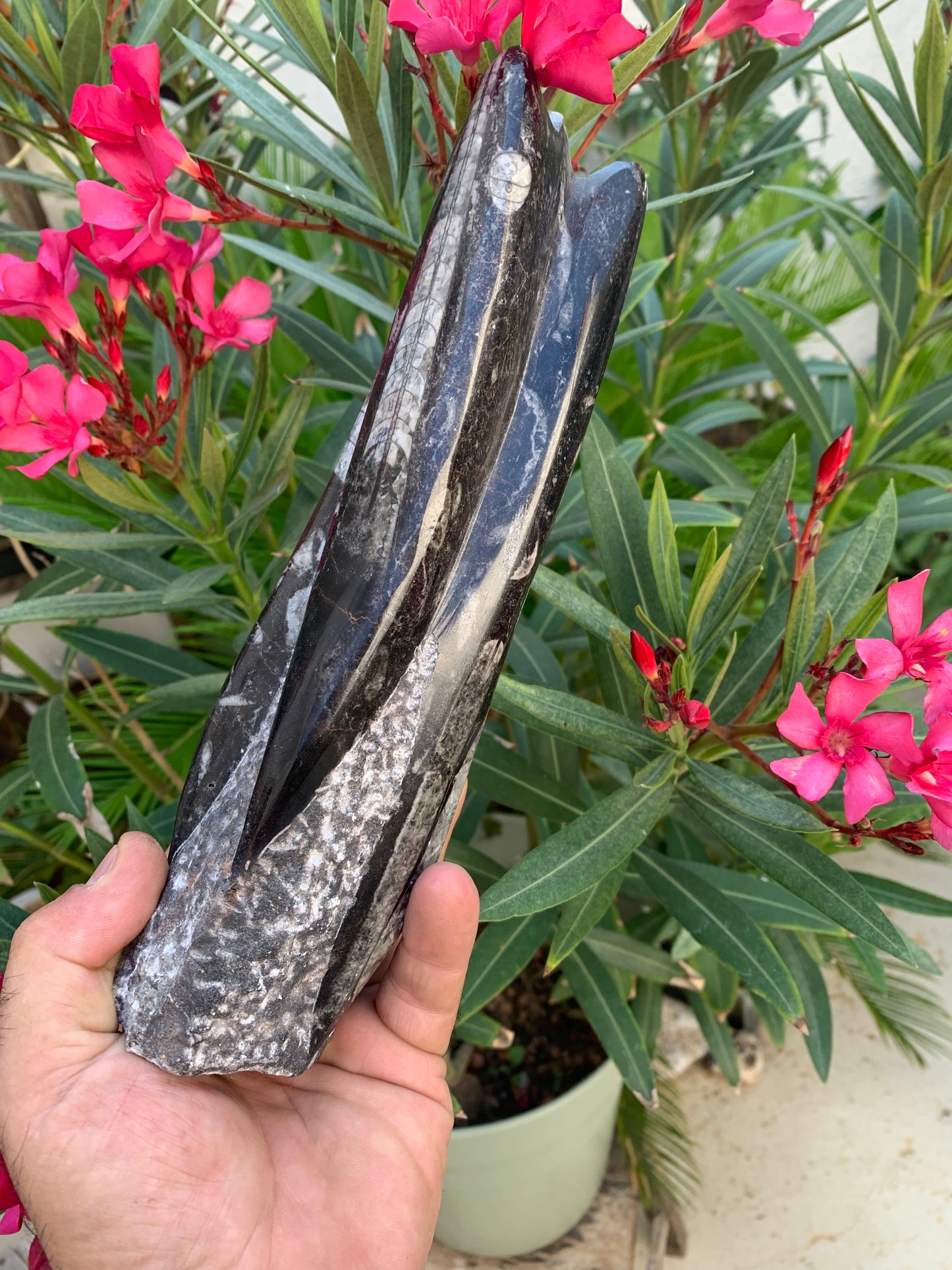 Orthoceras/ Orthocère, tourelle de 24 cm x 7 de diamètre- 1,24 kilogramme. Parfait pour collection, exposition...