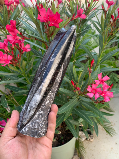 Orthoceras/ Orthocère, tourelle de 24 cm x 7 de diamètre- 1,24 kilogramme. Parfait pour collection, exposition...