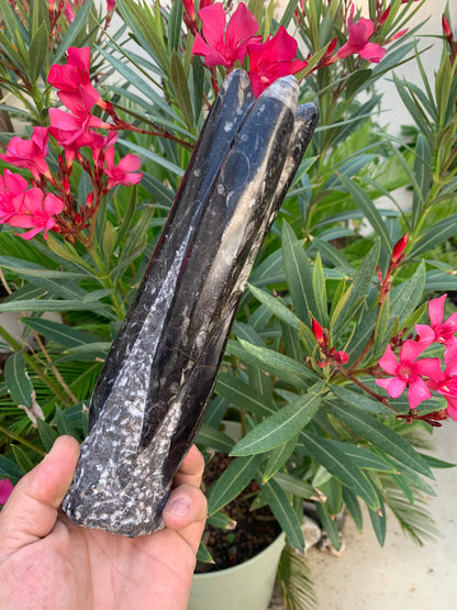 Orthoceras/ Orthocère, tourelle de 24 cm x 7 de diamètre- 1,24 kilogramme. Parfait pour collection, exposition...