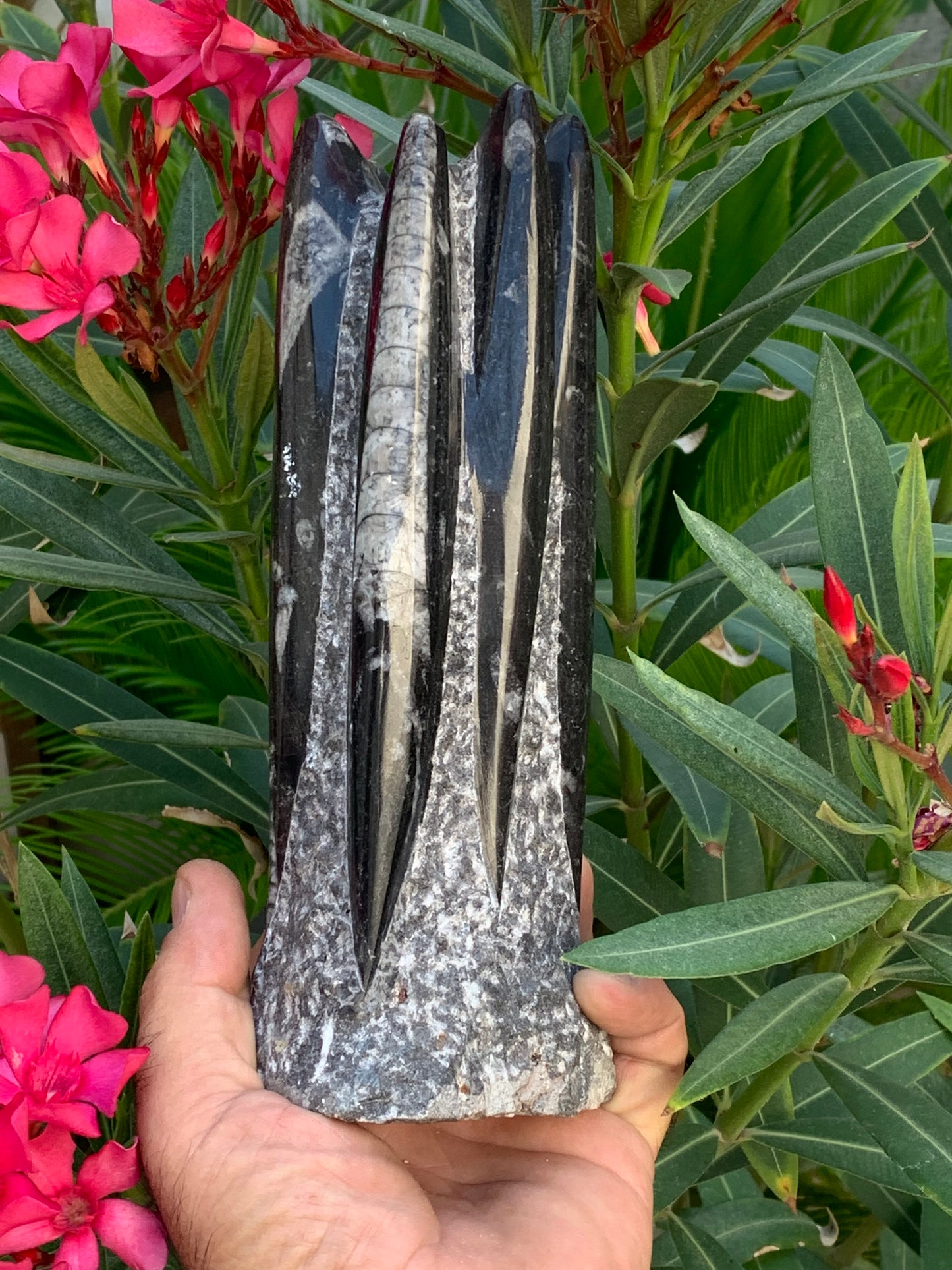 Orthoceras/ Orthocère, tourelle de 22 cm x 8 x 6 - 1,46 kilogramme. Parfait pour collection, exposition...