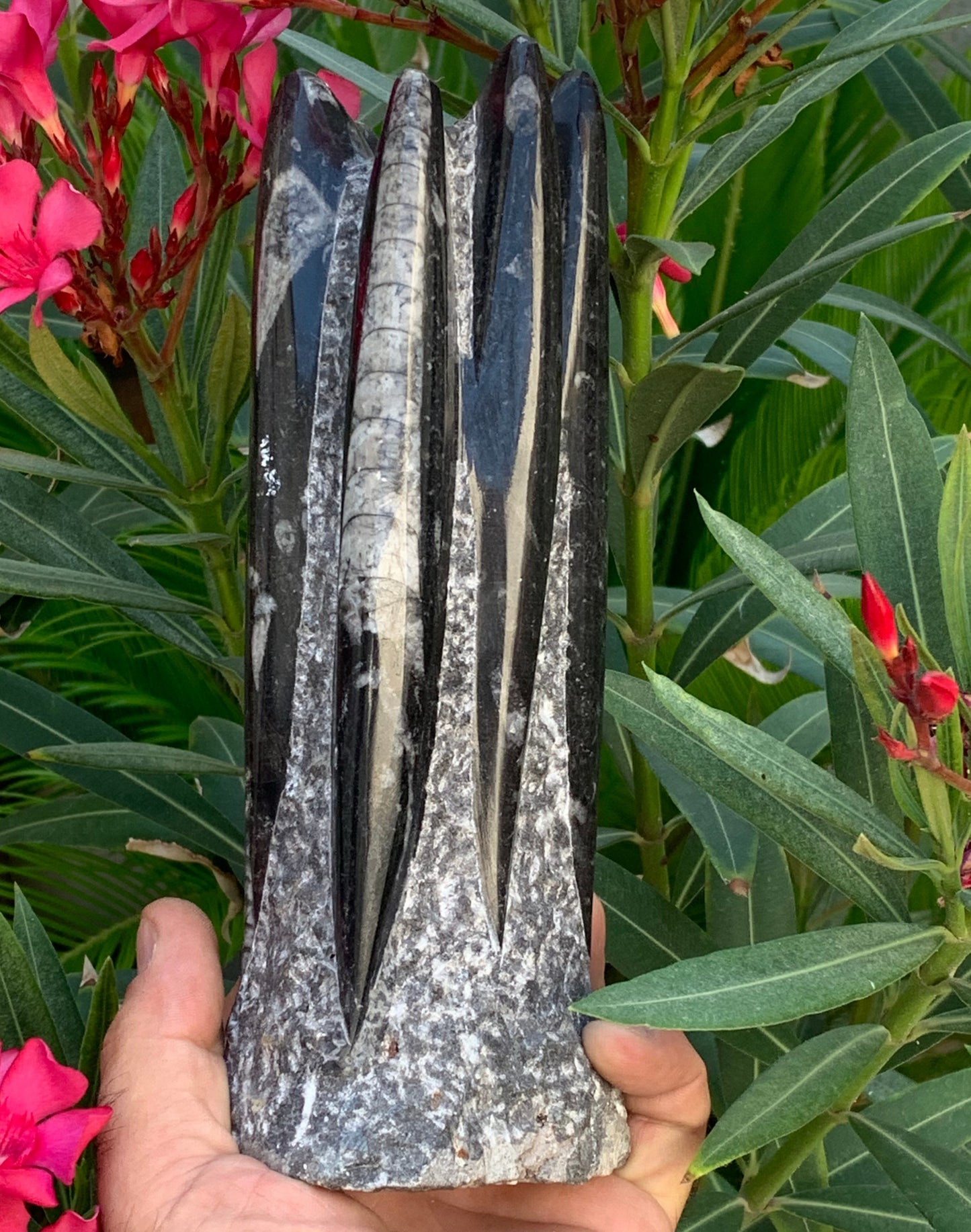 Orthoceras/ Orthocère, tourelle de 22 cm x 8 x 6 - 1,46 kilogramme. Parfait pour collection, exposition...