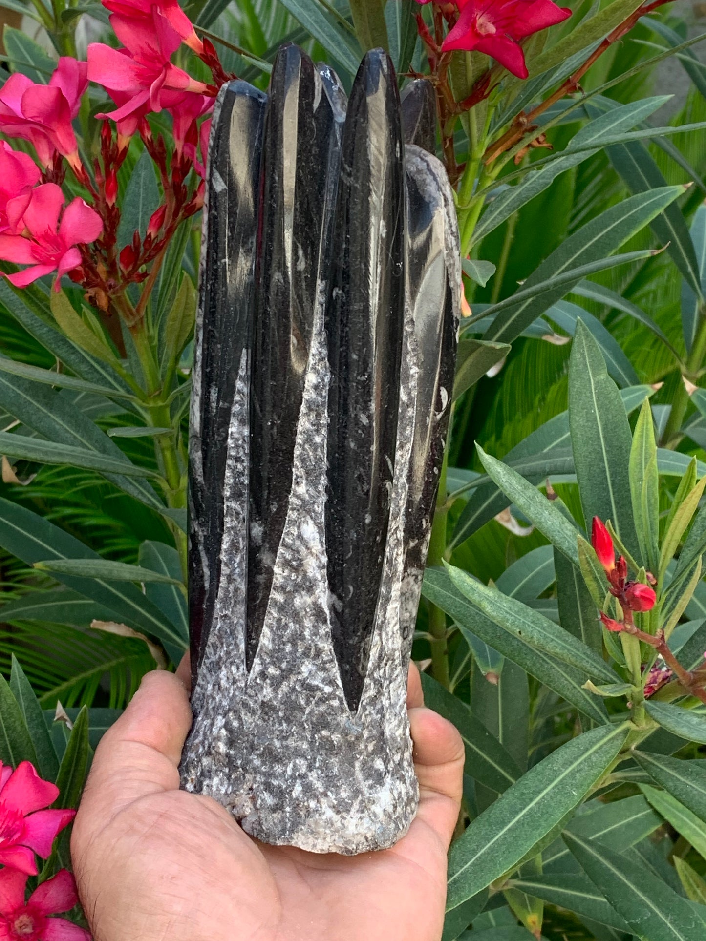 Orthoceras/ Orthocère, tourelle de 22 cm x 8 x 6 - 1,46 kilogramme. Parfait pour collection, exposition...