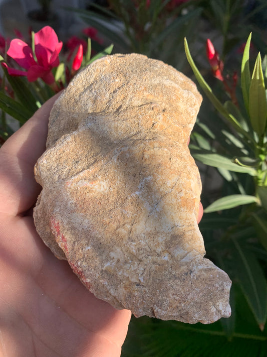 Coquille d'huitre fossilisée de France, de 111 mm x 68 x 34 - 167,3 grammes. Parfait pour collection, exposition...