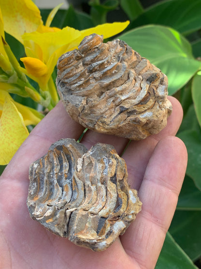 Trilobites Phacops, fossile en 2 moitiés de 60 mm x 58 x 40 - 121,7 grammes. Parfait pour collection, exposition...
