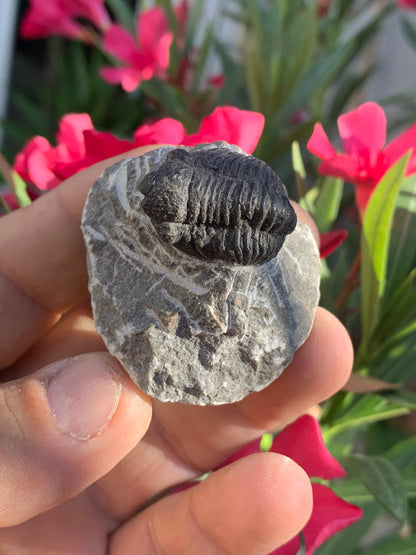 Trilobites Phacops, fossile de 47 mm x 45 x 33 - 65,8 grammes. Parfait pour collection, exposition...