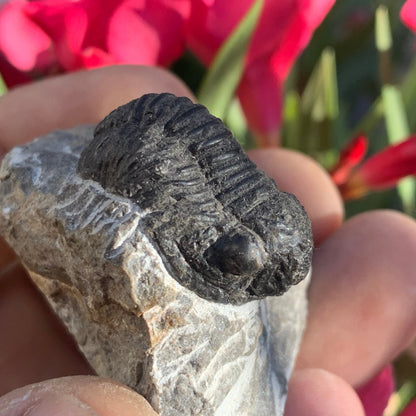 Trilobites Phacops, fossile de 47 mm x 45 x 33 - 65,8 grammes. Parfait pour collection, exposition...