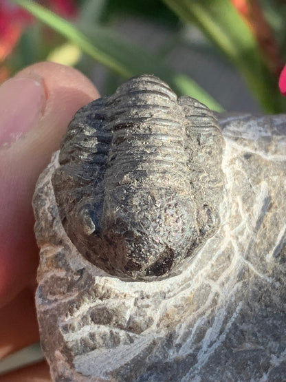 Trilobites Phacops, fossile de 47 mm x 45 x 33 - 65,8 grammes. Parfait pour collection, exposition...