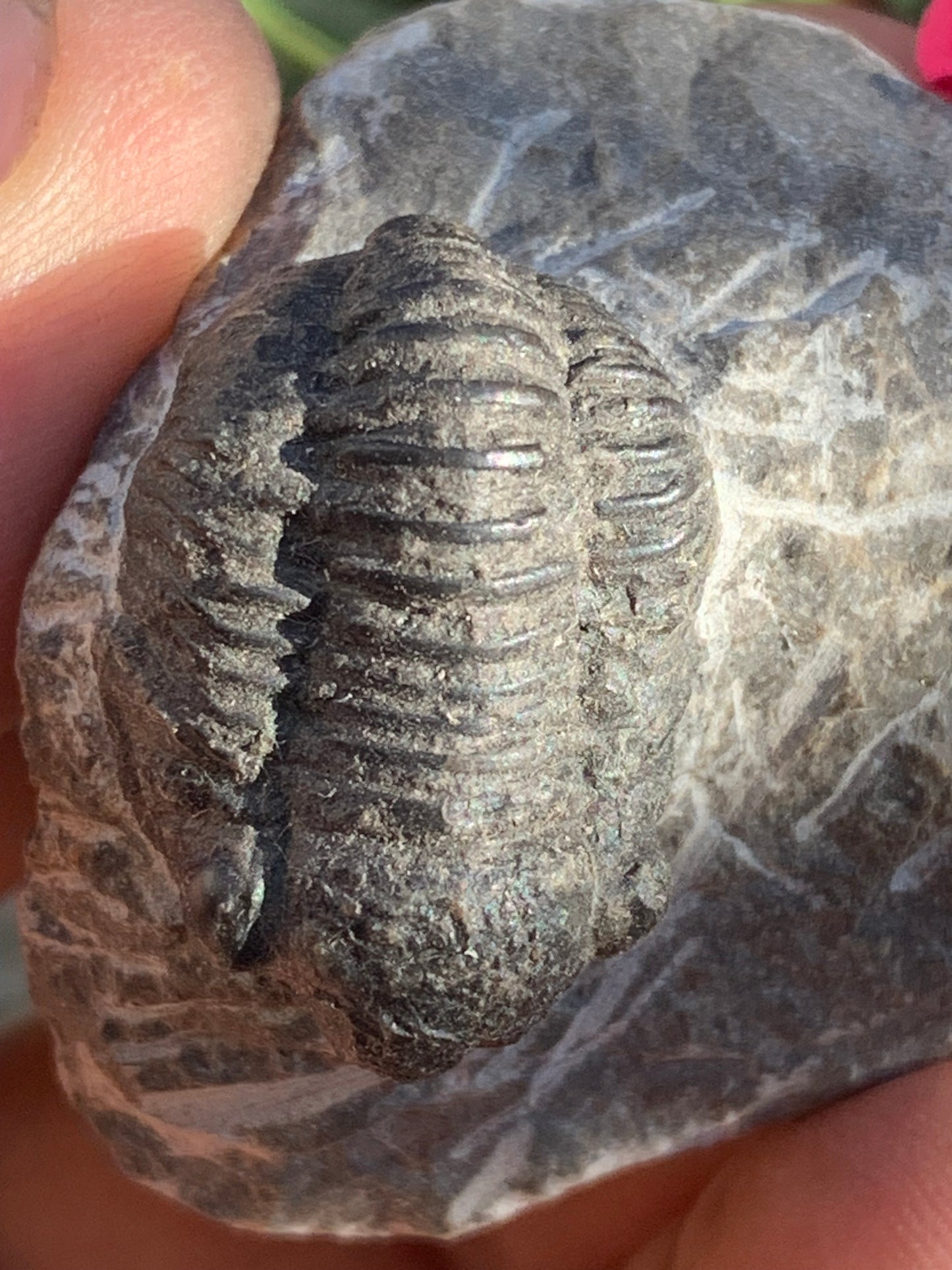 Trilobites Phacops, fossile de 47 mm x 45 x 33 - 65,8 grammes. Parfait pour collection, exposition...