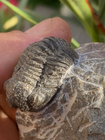 Trilobites Phacops, fossile de 47 mm x 45 x 33 - 65,8 grammes. Parfait pour collection, exposition...