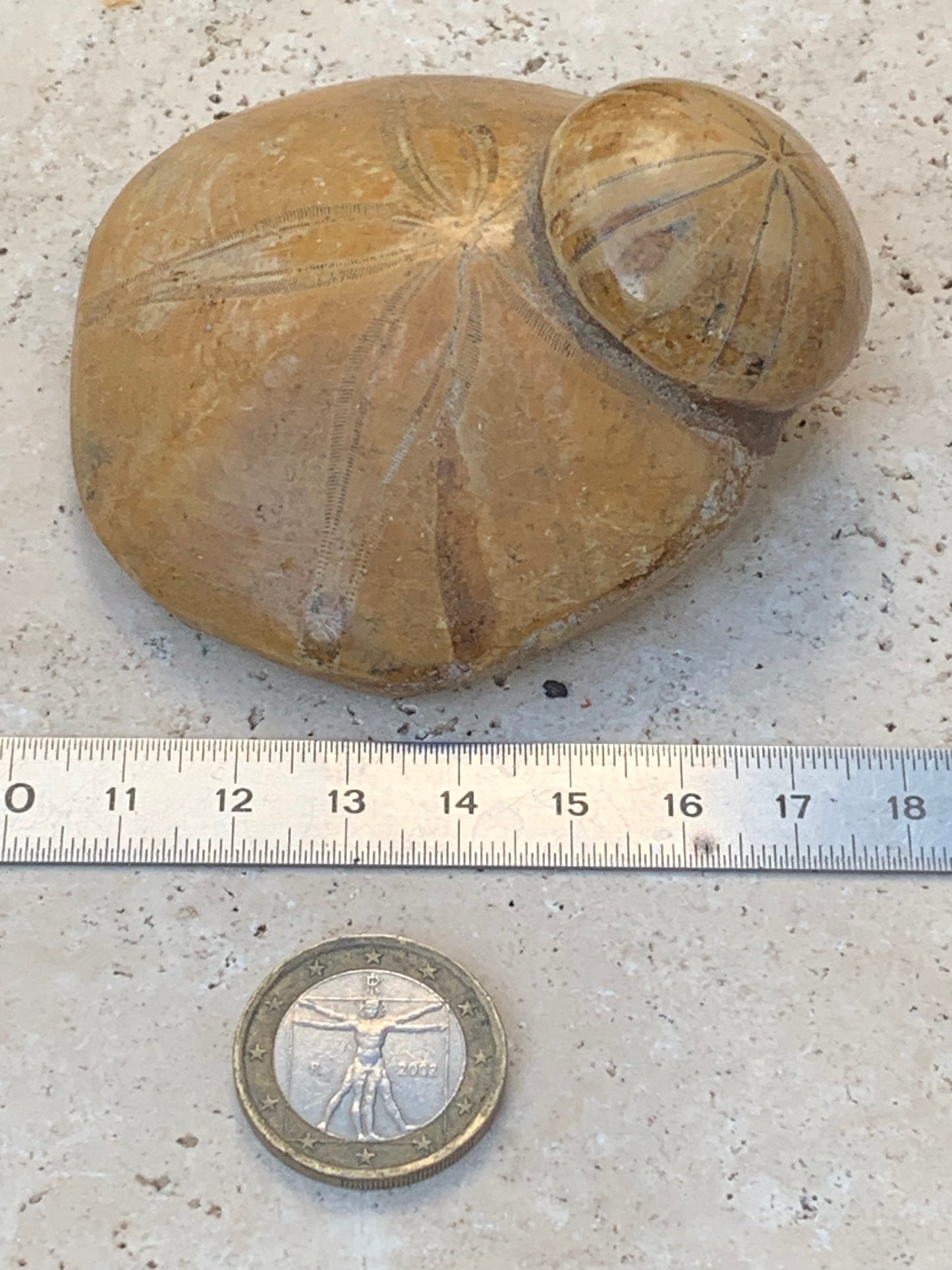 Oursin fossilisé aussi appelé 'échinide fossile', de 75 mm x 72 x 33 - 174,4 grammes. Parfait pour collection, exposition...