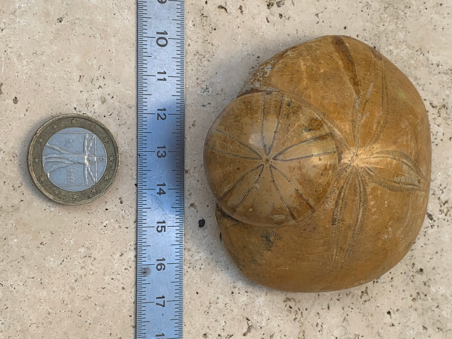 Oursin fossilisé aussi appelé 'échinide fossile', de 75 mm x 72 x 33 - 174,4 grammes. Parfait pour collection, exposition...