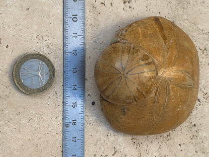 Oursin fossilisé aussi appelé 'échinide fossile', de 75 mm x 72 x 33 - 174,4 grammes. Parfait pour collection, exposition...