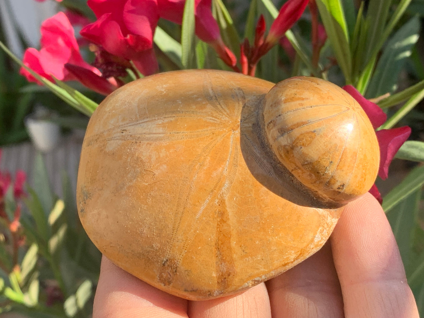 Oursin fossilisé aussi appelé 'échinide fossile', de 75 mm x 72 x 33 - 174,4 grammes. Parfait pour collection, exposition...