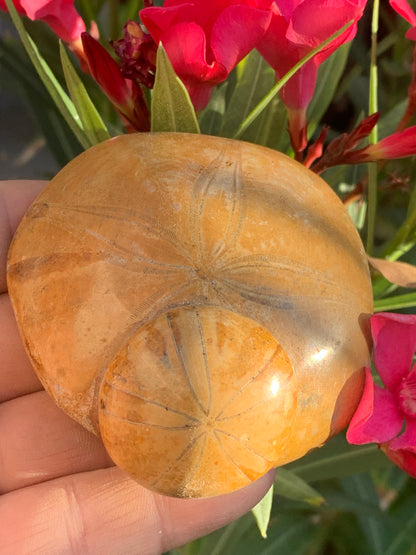 Oursin fossilisé aussi appelé 'échinide fossile', de 75 mm x 72 x 33 - 174,4 grammes. Parfait pour collection, exposition...