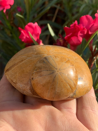 Oursin fossilisé aussi appelé 'échinide fossile', de 75 mm x 72 x 33 - 174,4 grammes. Parfait pour collection, exposition...