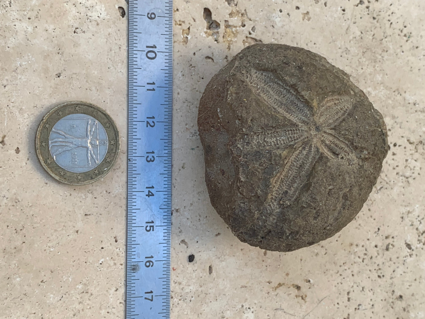 Oursin fossilisé aussi appelé 'échinide fossile', de 59 mm x 52 x 38 - 148,4 grammes. Parfait pour collection, exposition...