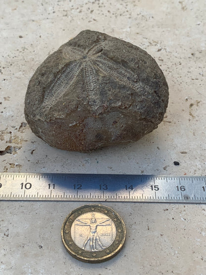 Oursin fossilisé aussi appelé 'échinide fossile', de 59 mm x 52 x 38 - 148,4 grammes. Parfait pour collection, exposition...