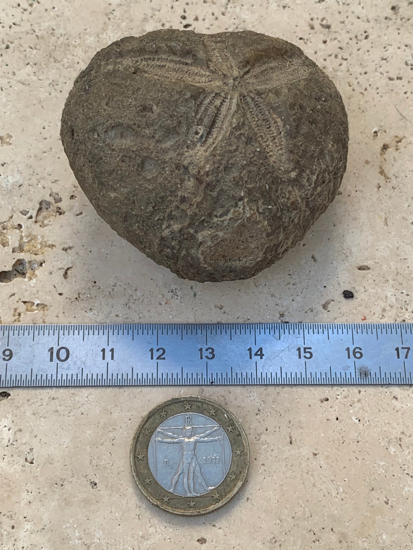 Oursin fossilisé aussi appelé 'échinide fossile', de 59 mm x 52 x 38 - 148,4 grammes. Parfait pour collection, exposition...