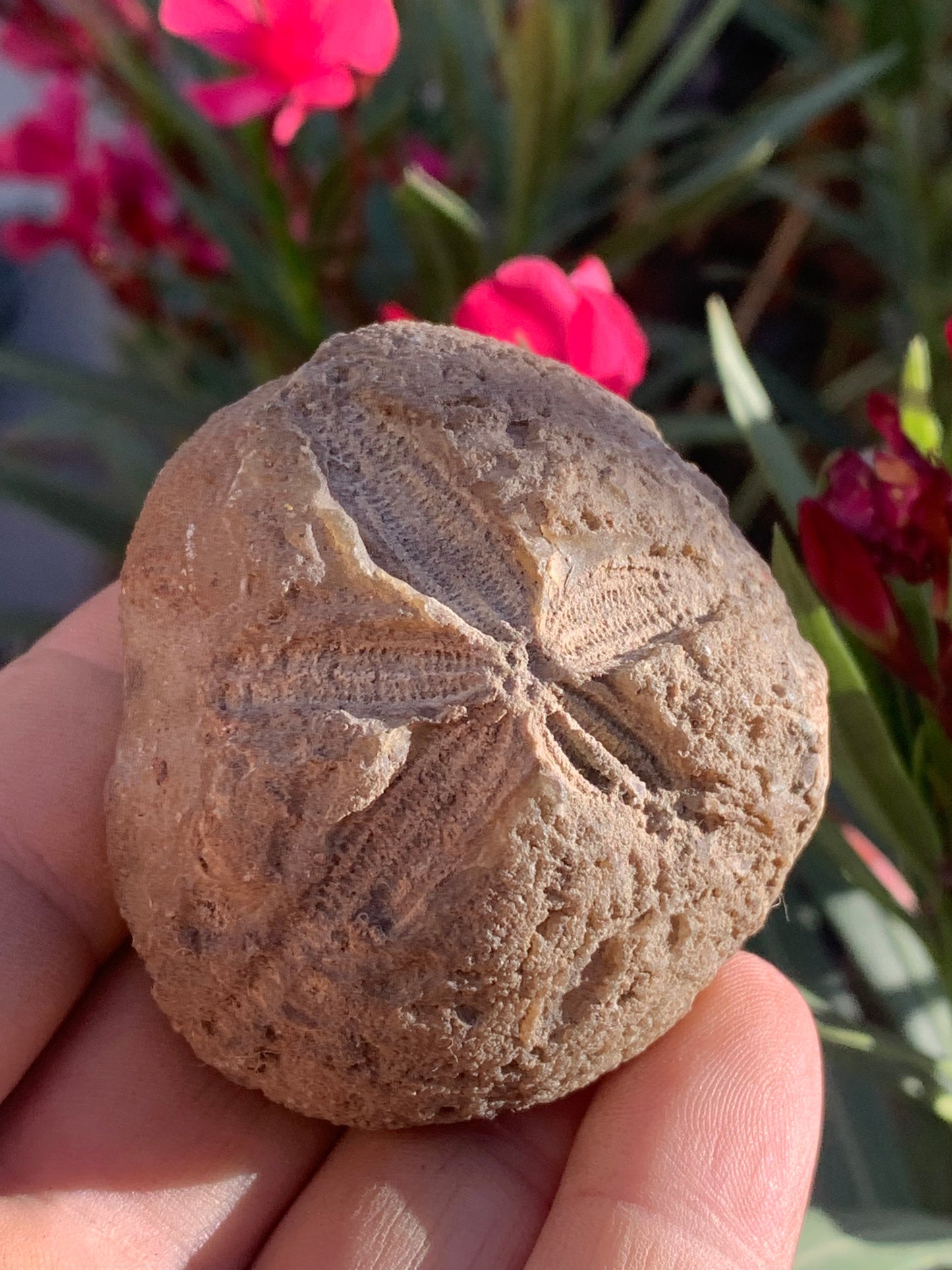 Oursin fossilisé aussi appelé 'échinide fossile', de 59 mm x 52 x 38 - 148,4 grammes. Parfait pour collection, exposition...