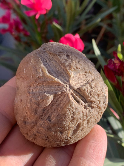 Oursin fossilisé aussi appelé 'échinide fossile', de 59 mm x 52 x 38 - 148,4 grammes. Parfait pour collection, exposition...