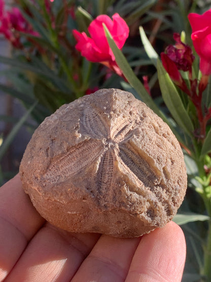 Oursin fossilisé aussi appelé 'échinide fossile', de 59 mm x 52 x 38 - 148,4 grammes. Parfait pour collection, exposition...