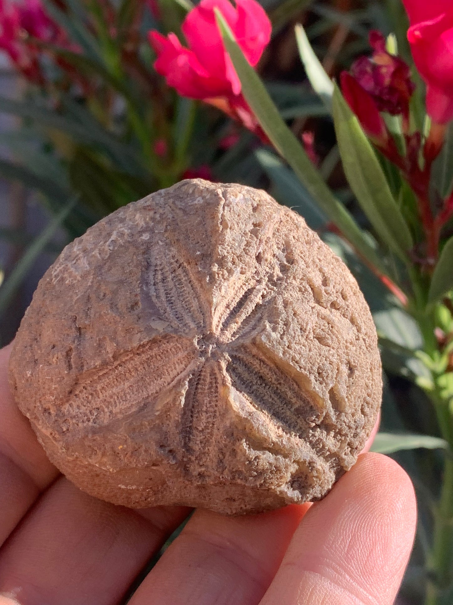 Oursin fossilisé aussi appelé 'échinide fossile', de 59 mm x 52 x 38 - 148,4 grammes. Parfait pour collection, exposition...