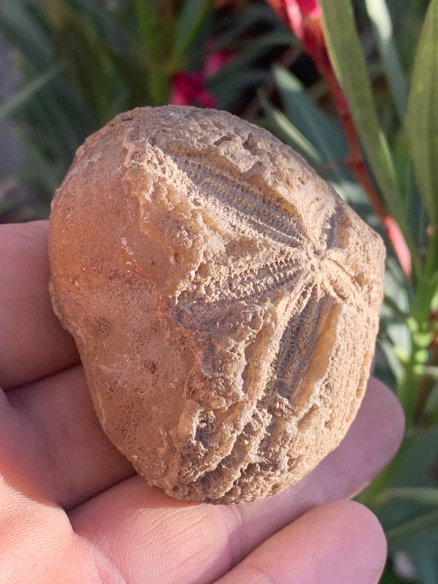 Oursin fossilisé aussi appelé 'échinide fossile', de 59 mm x 52 x 38 - 148,4 grammes. Parfait pour collection, exposition...