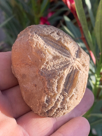Oursin fossilisé aussi appelé 'échinide fossile', de 59 mm x 52 x 38 - 148,4 grammes. Parfait pour collection, exposition...