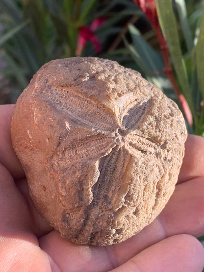 Oursin fossilisé aussi appelé 'échinide fossile', de 59 mm x 52 x 38 - 148,4 grammes. Parfait pour collection, exposition...