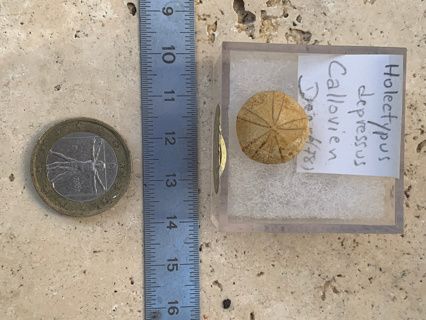 Oursin fossilisé aussi appelé 'échinide fossile', de 16 mm de diamètre x 10 - 2,4 grammes. Vendu avec boite 'loupe', parfait pour collection, exposition...