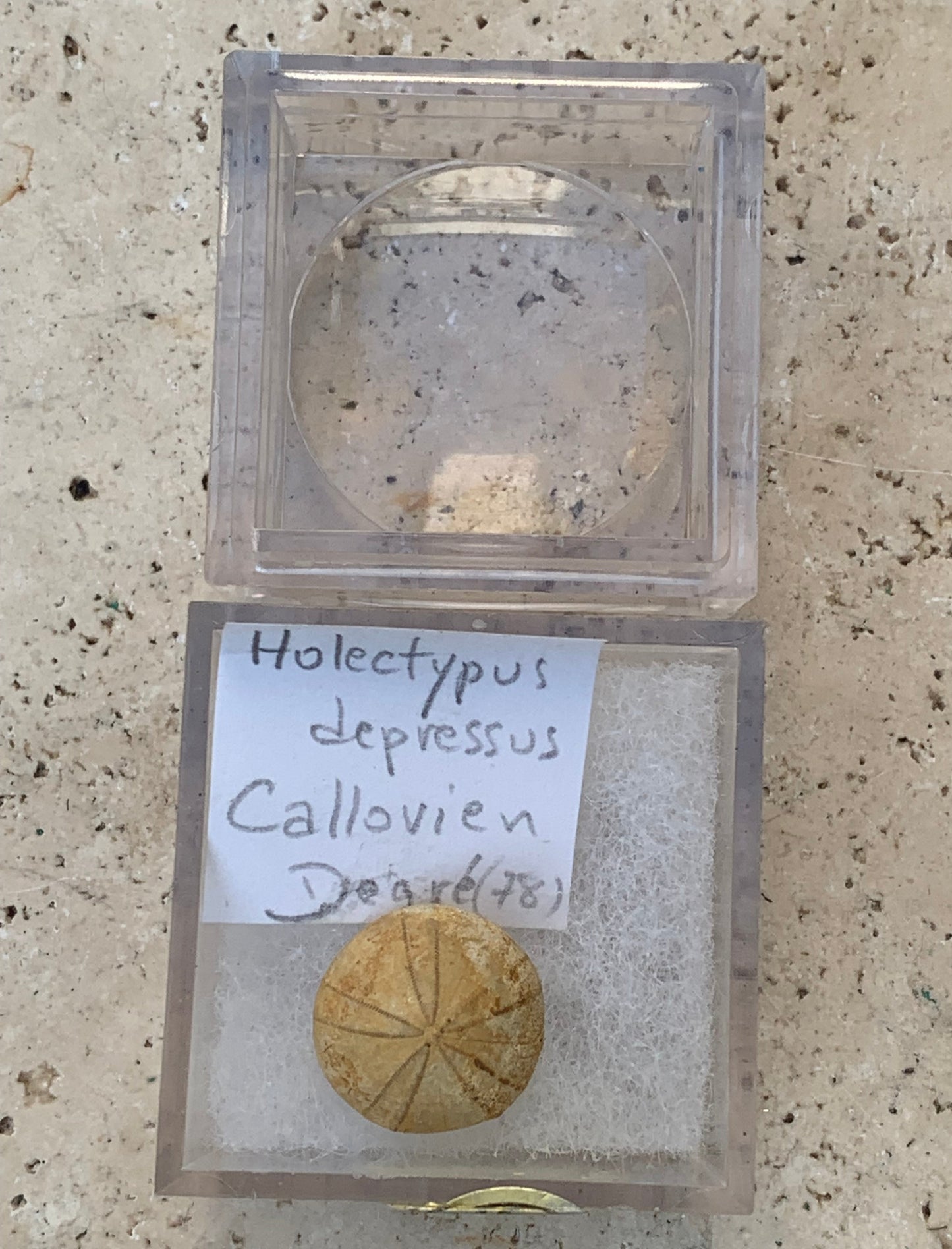 Oursin fossilisé aussi appelé 'échinide fossile', de 16 mm de diamètre x 10 - 2,4 grammes. Vendu avec boite 'loupe', parfait pour collection, exposition...